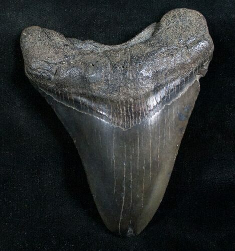 Megalodon Tooth - South Carolina #7508